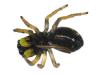Heliophanus cupreus